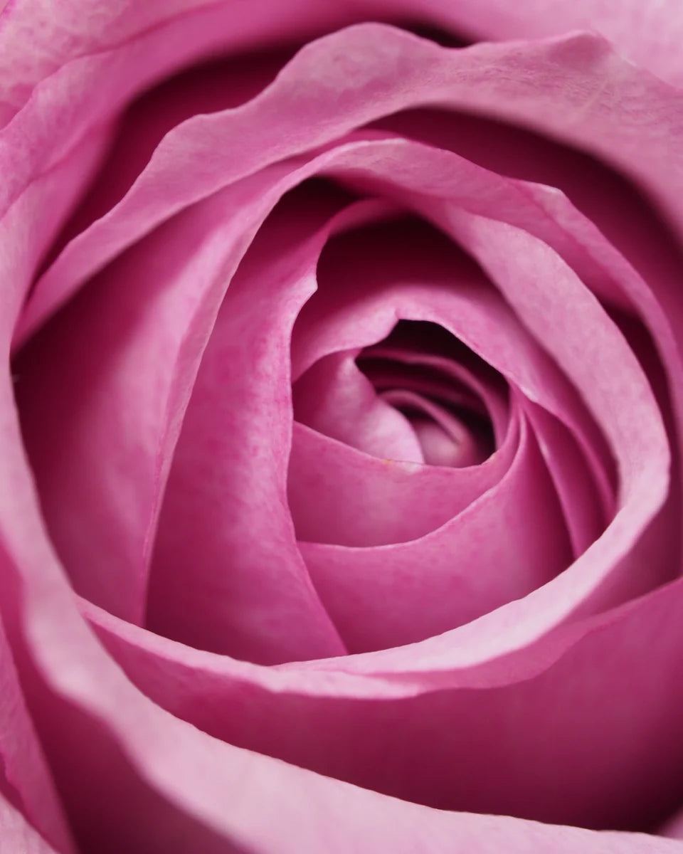 Close-up photograph of curled pink rose petals